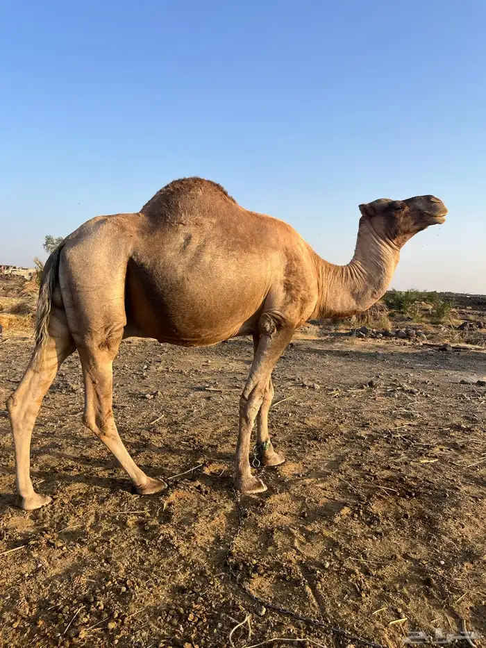 للبيع جمل طيب ومشروط 7