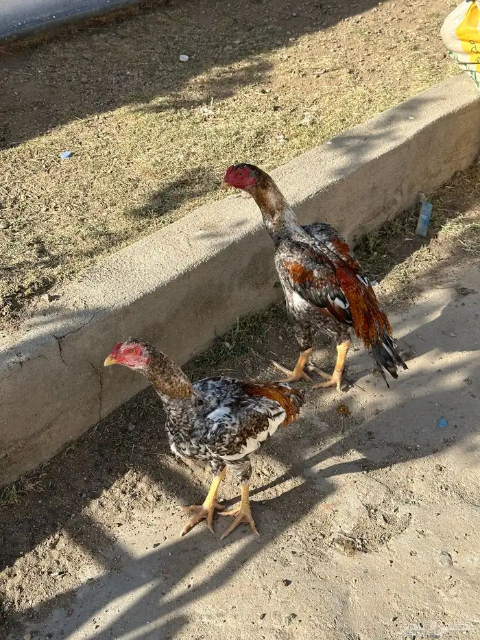شامو يباني 2