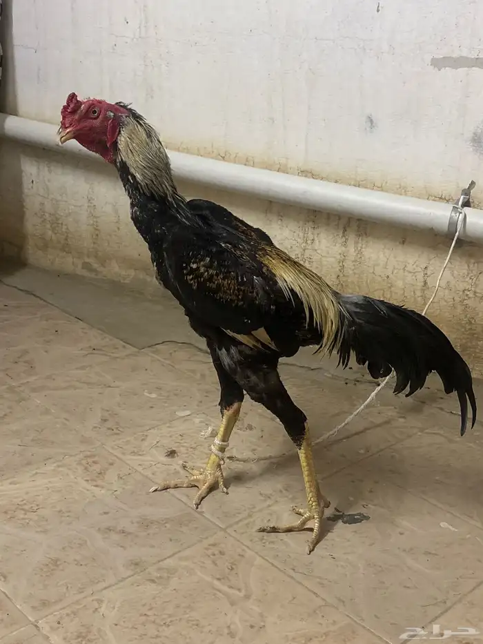 للبيع شامو 0