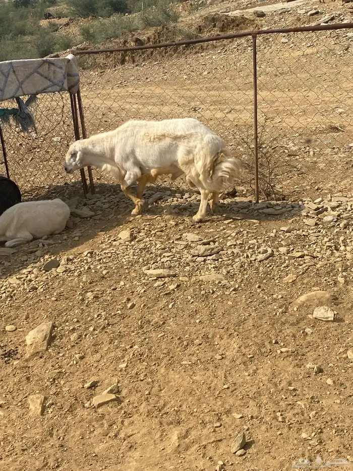للبيع خروف فحل مشروط من جميع العيوب الحمدلله أسن جامع 4