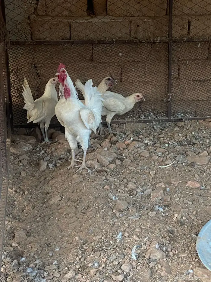 دجاج بلدي 2