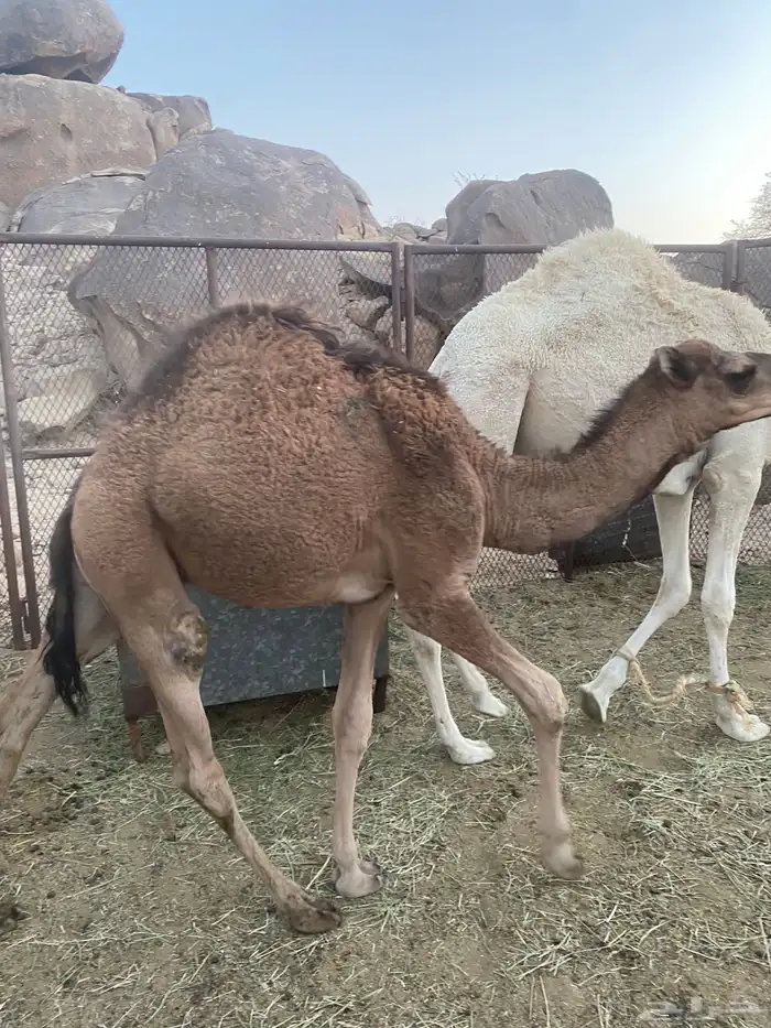 قعود للبيع 3