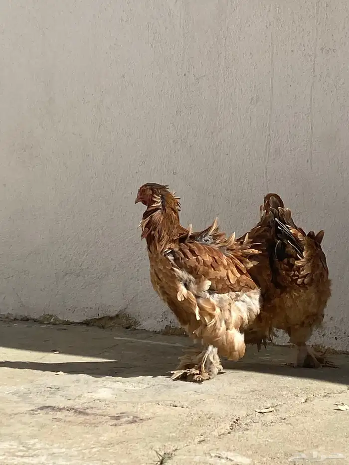 للبيع براهما 1