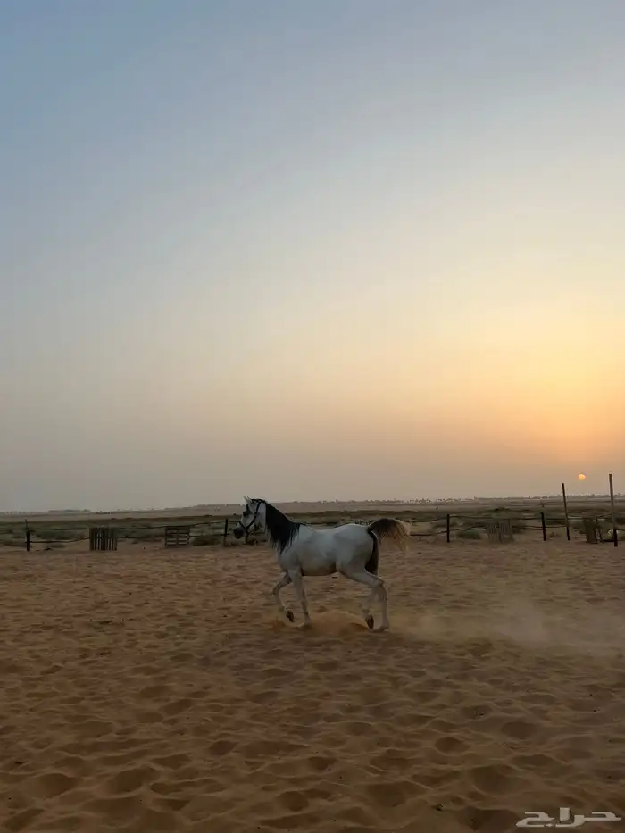 حصان واهو شيخ 1