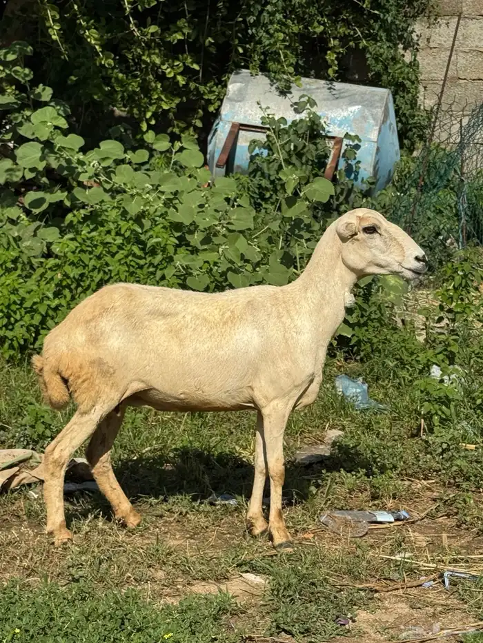 نعجه طيبه 0