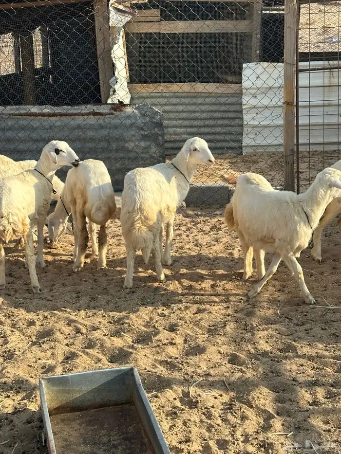 للبيع هرافا طيبه 3