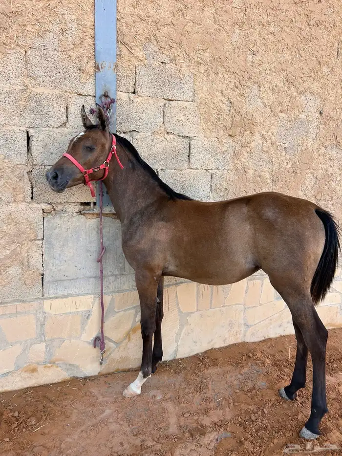 للبيع مهره واهو 1