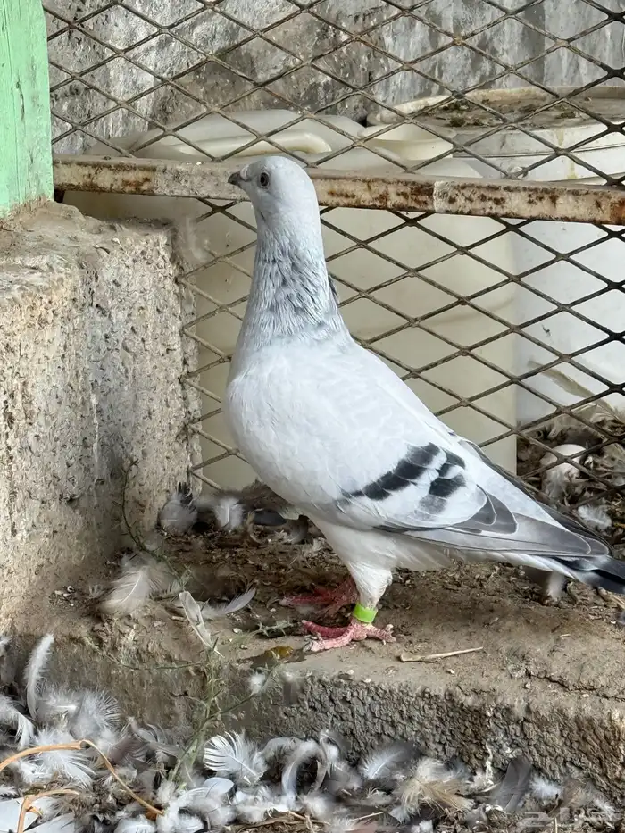 زاجل ايس 1