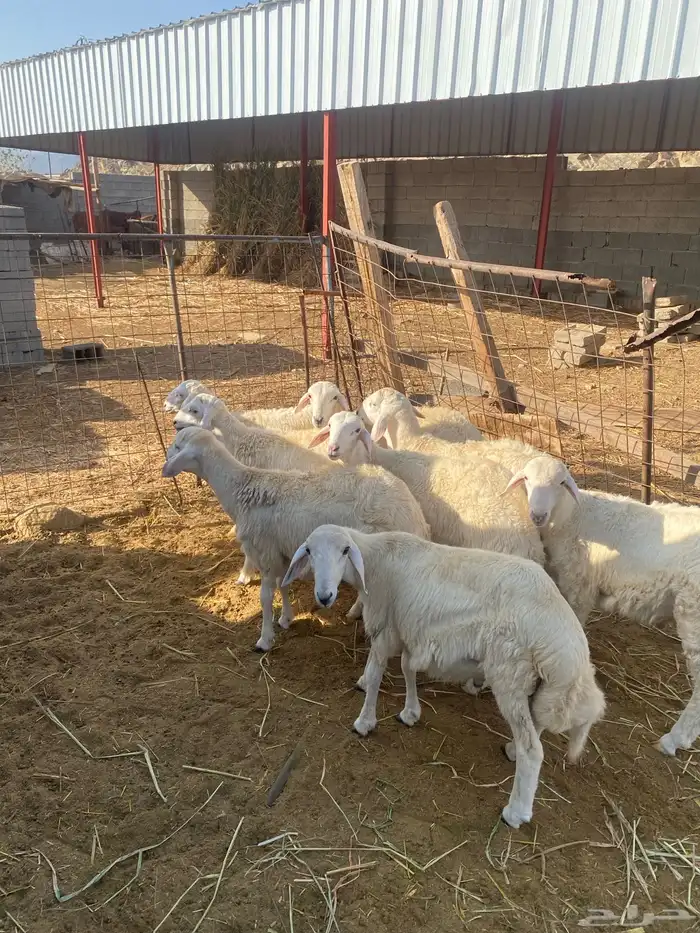 8 طليان سمان للمناسبات 3