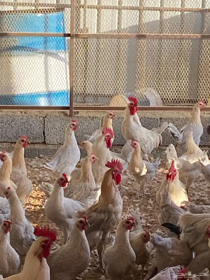 عشره ديك فيومي المنيوم 0