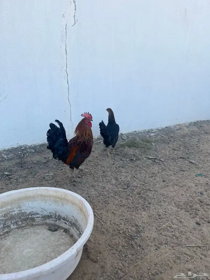 ديك كفو بآذان ويا قصع على الشرط 1