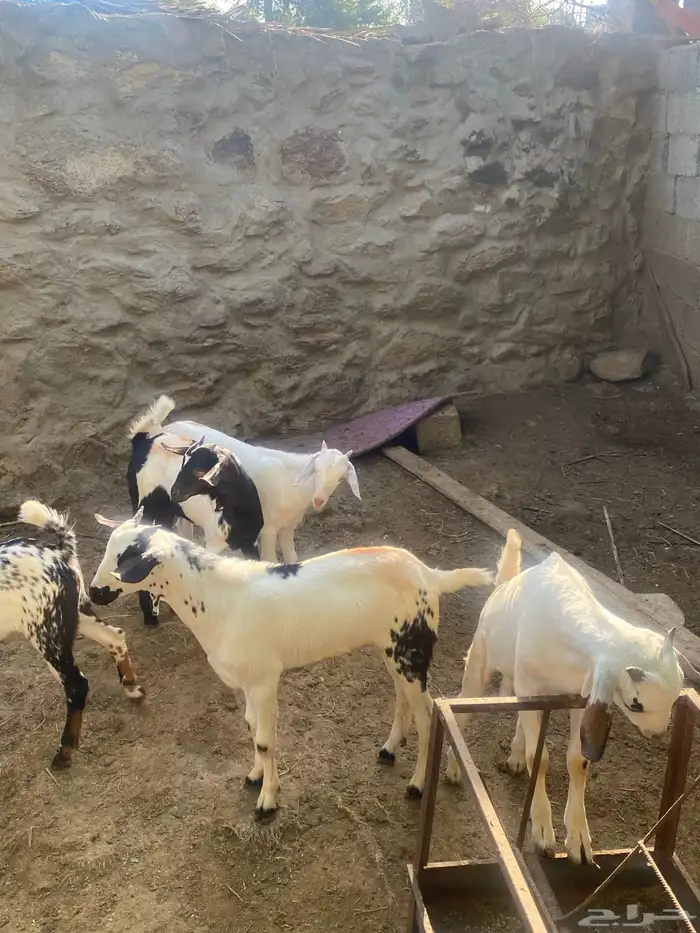 تيوس للبيع 1