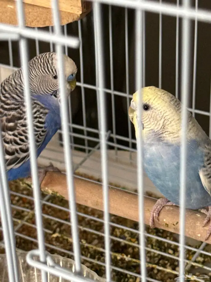 للبيع عصافير بادجي ذكر وانثى 1