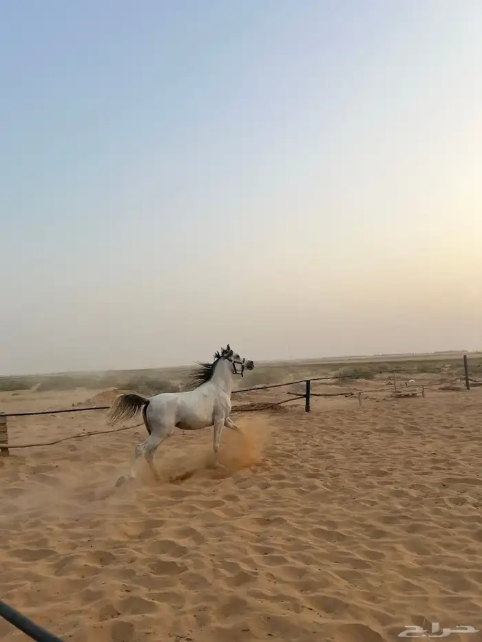 حصان واهو شيخ 2