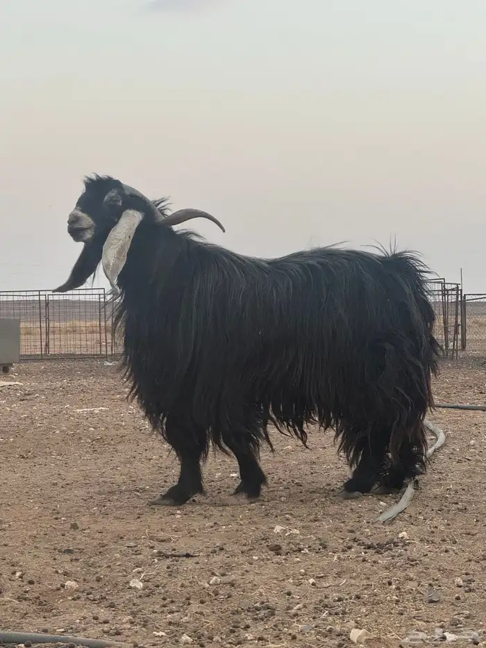 تيس فحل مشروط 4