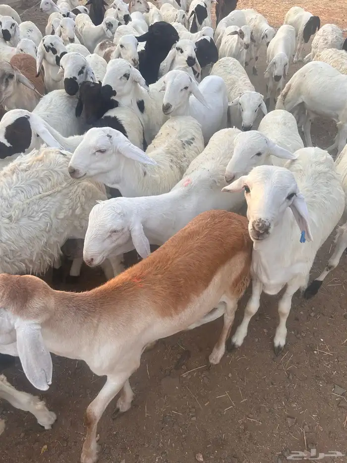 سواكن بيض 3