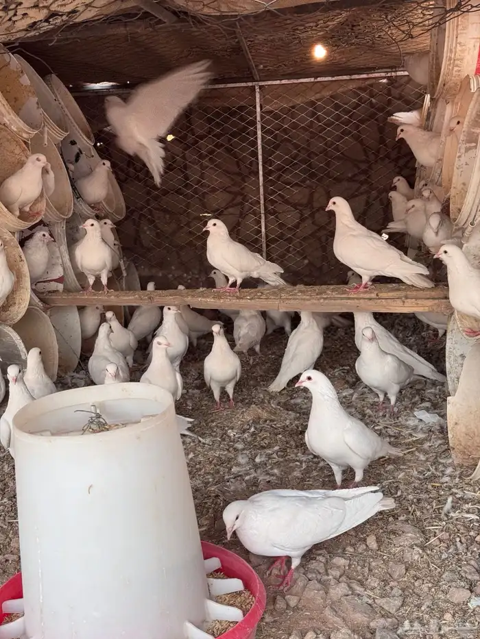 حمام فرنسي 0