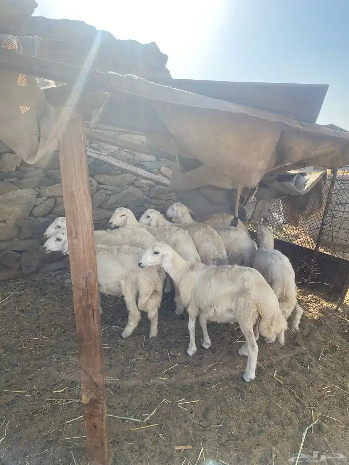 8 طليان سمان للمناسبات 0