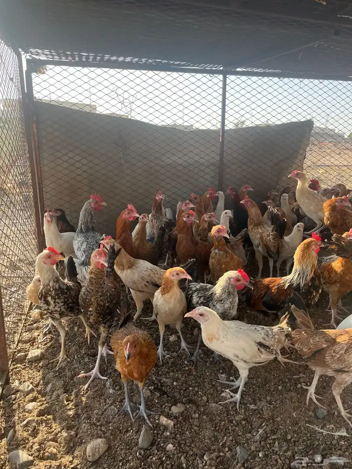 دجاج كبار كفو 0