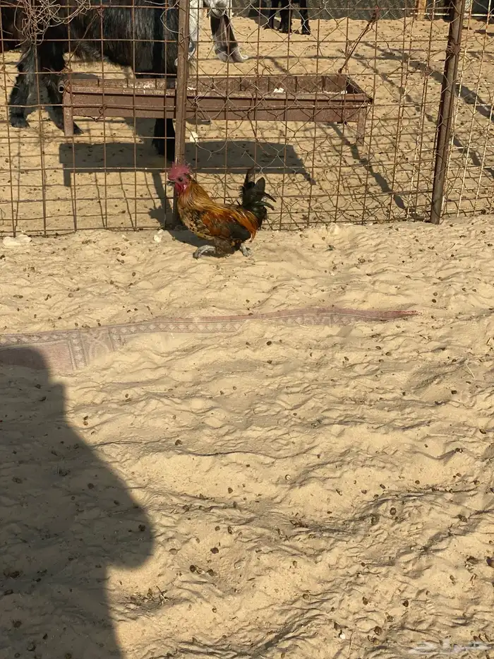 للبيع ديك حباحب 1