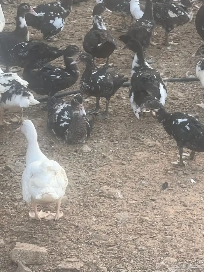 بط بح 4