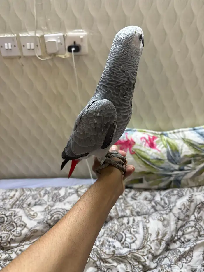 بغبغاء 0