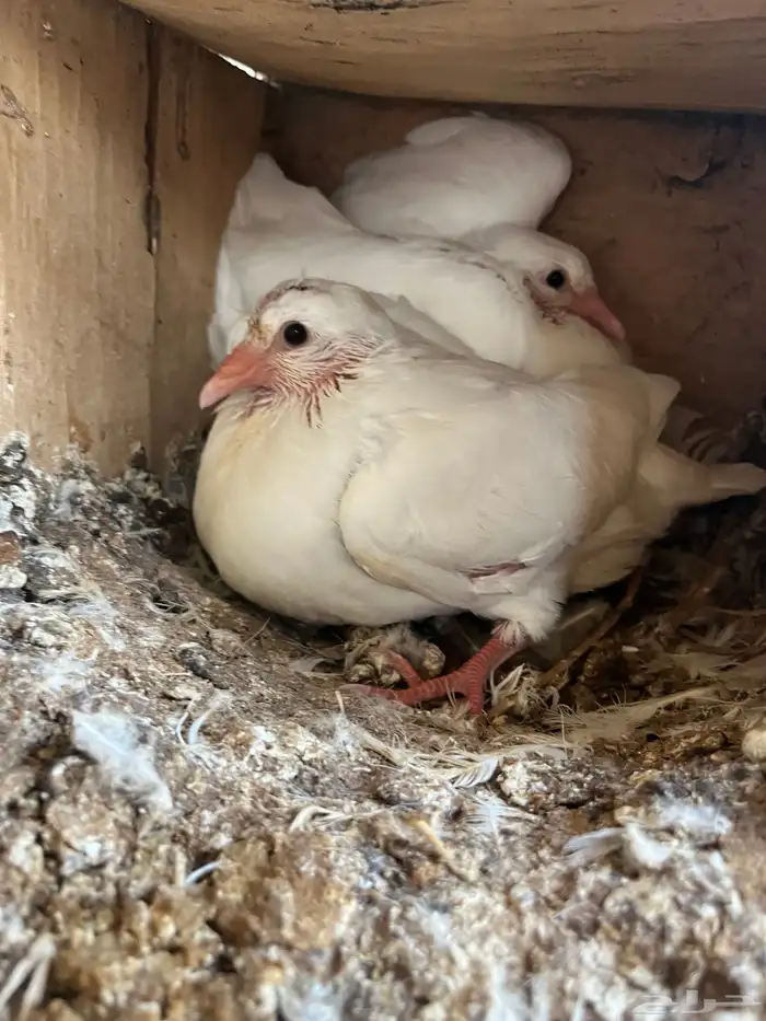 فروخ حمام زاجل وفرنسي طيبه 6