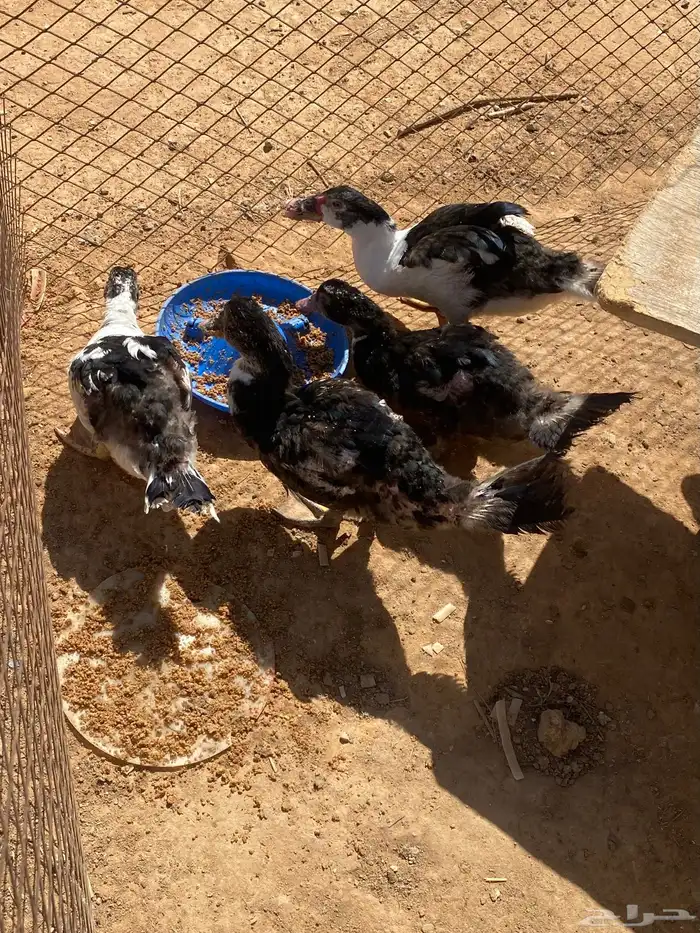 بط وارانب. 2