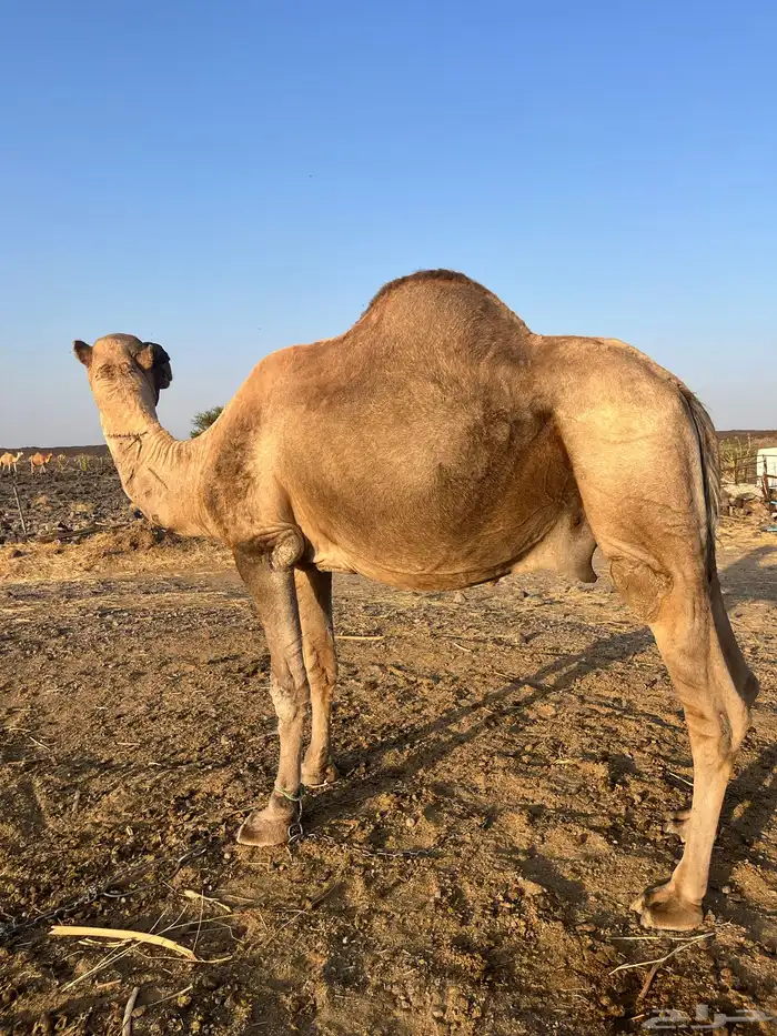 للبيع جمل طيب ومشروط 0