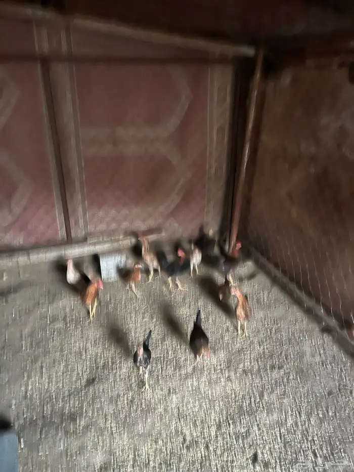 دجاج ل البيع 3