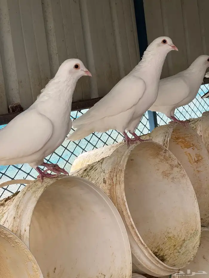 حمام فرنسي سلالة طيبه ومنتج 0