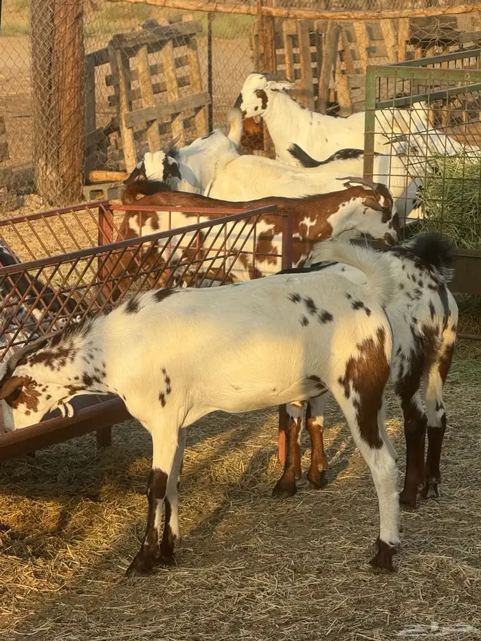 تيوس مرباه للبيع 4