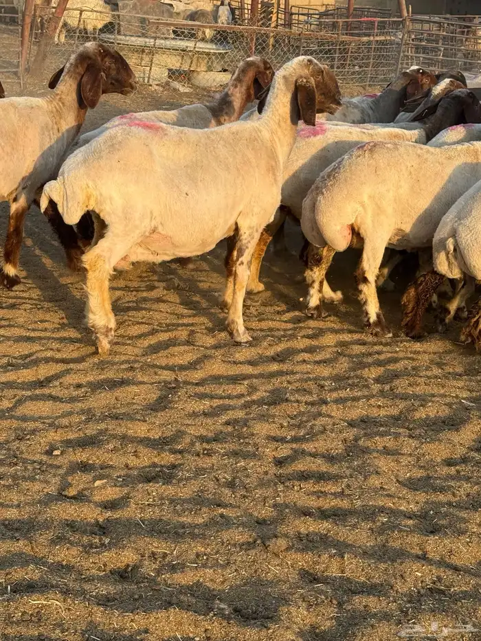 غنم نعيم 8