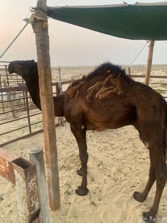 قعود مجهم للبيع 0