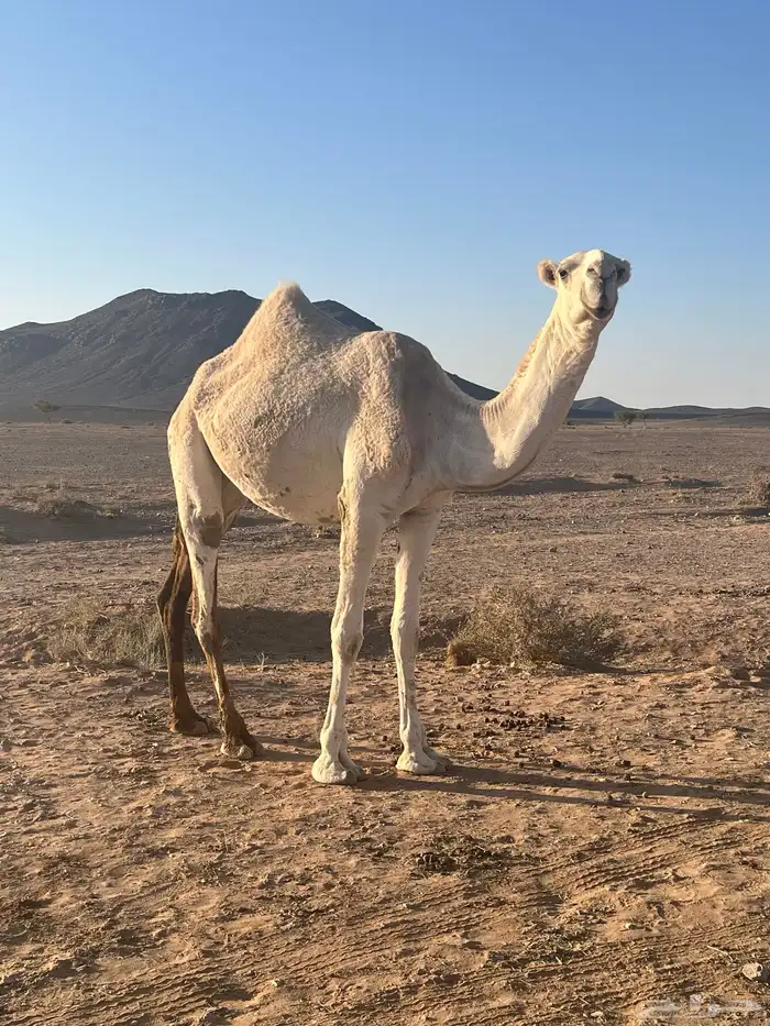 للبيع 2