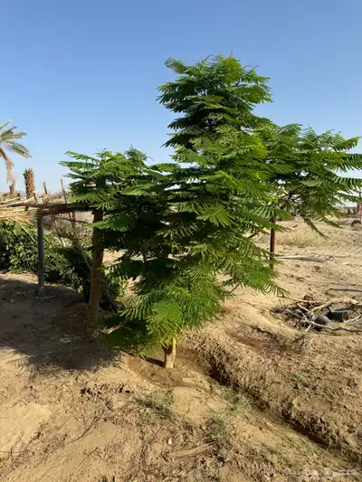 مطلوب 0