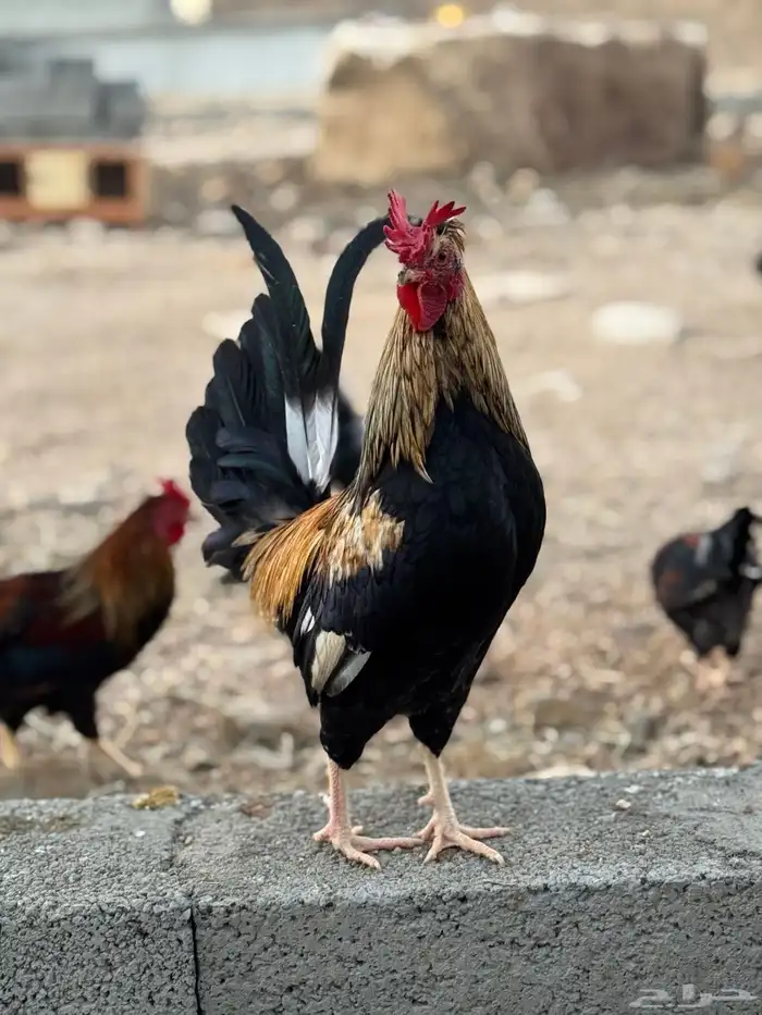 ديك عربي أفرق فاخر 4