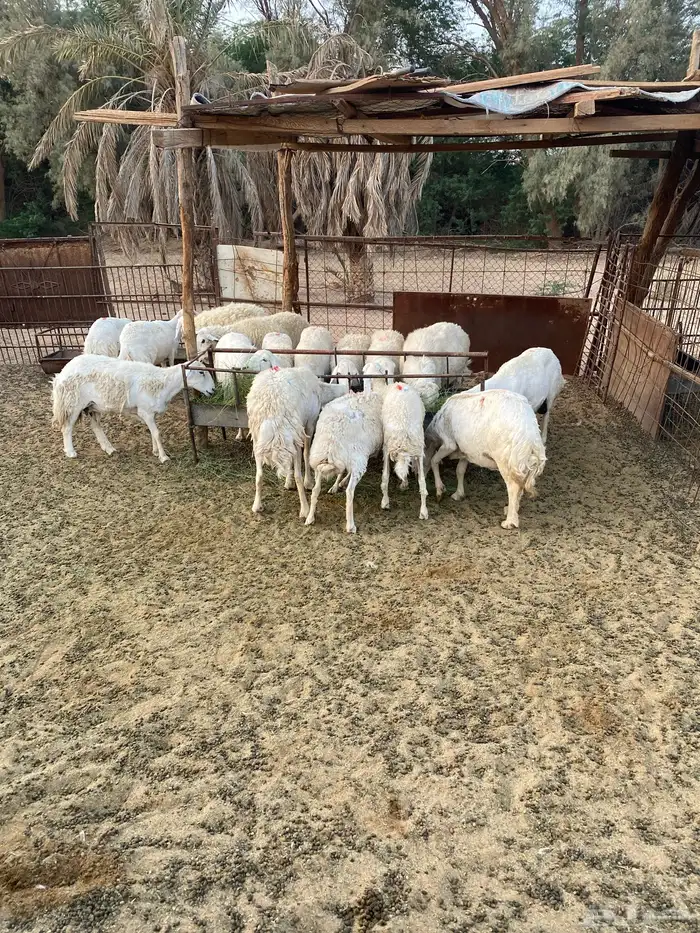 العدد 18 حريات مع الفحل وحده متاومه (محصنه) 0