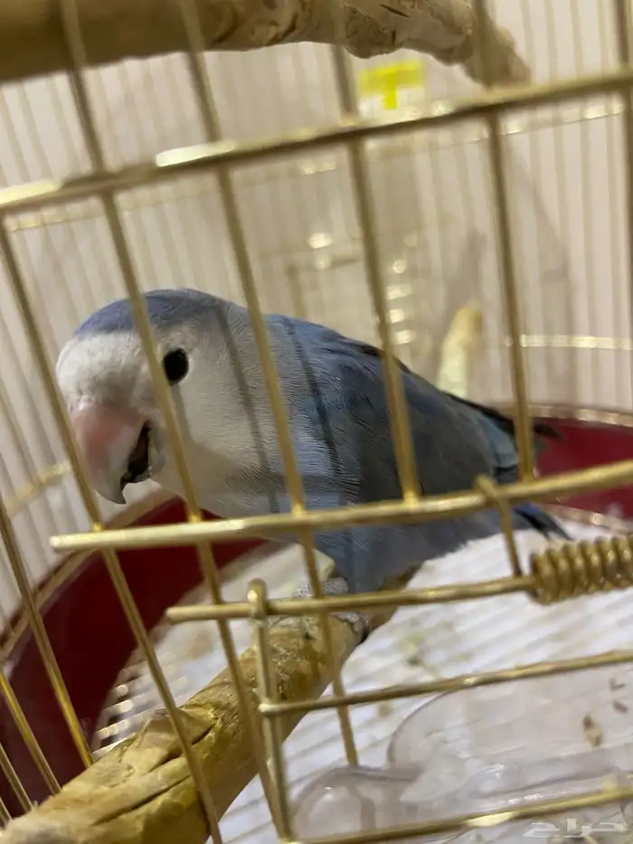 طيور روز الاخضر اليف والازرق غير اليف 4