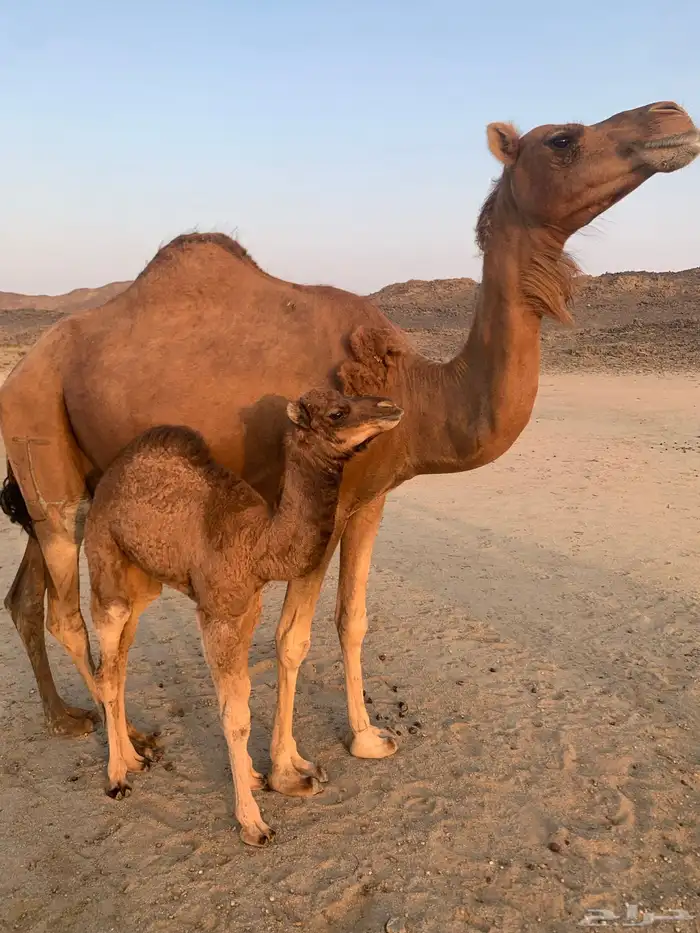ناقه خلفه مصقر حمرا 4