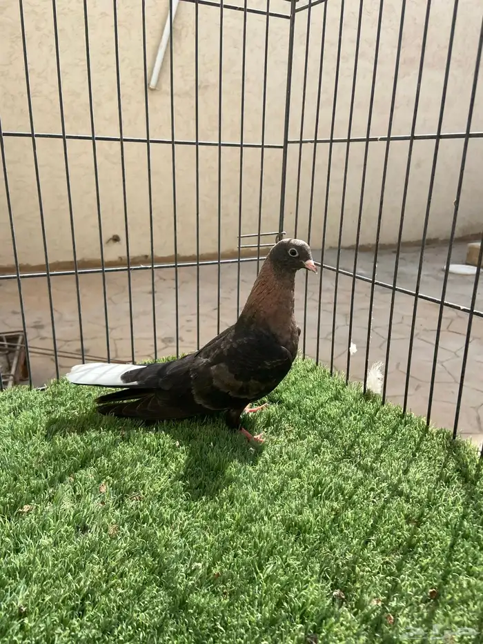 قطايف محاريق 0
