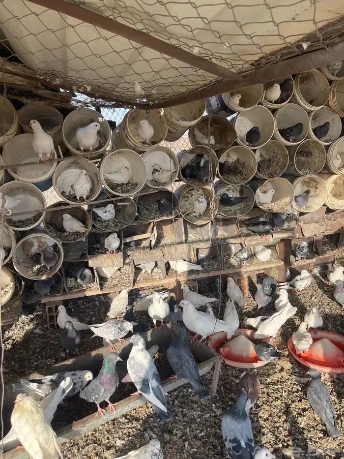 حمام مشكل اغلبه فرنسي سوبر جامبو 3