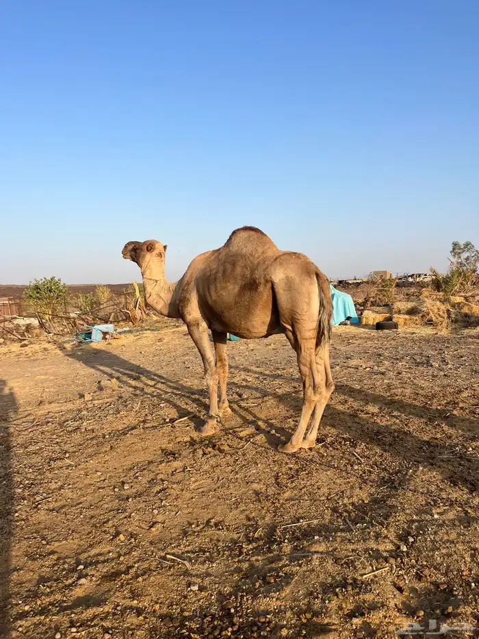 للبيع جمل طيب ومشروط 4