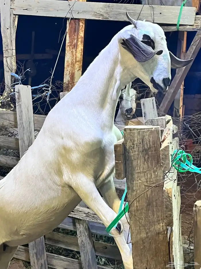 جفره كحلا صنف 4