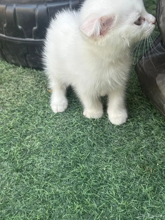 قطط اسكوتش صغيرة للبيع 3