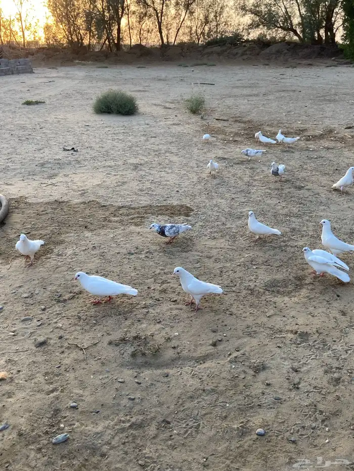 حمام 2