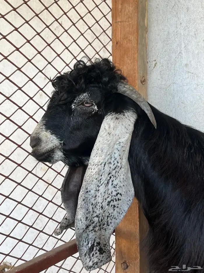 جفر عارضي صنف الصنف معرف 0