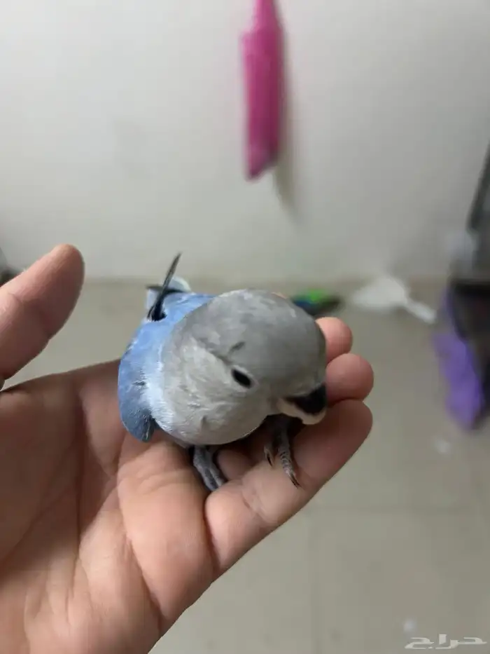 فروخ روز شبه اليفه ((تم البيع)) 1