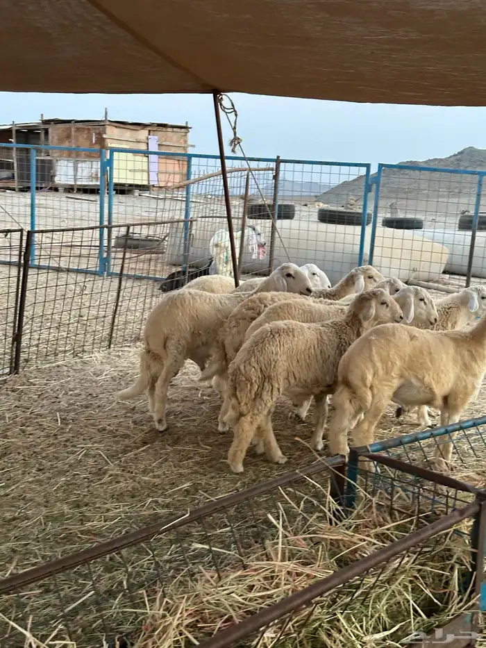 طليان حري 6