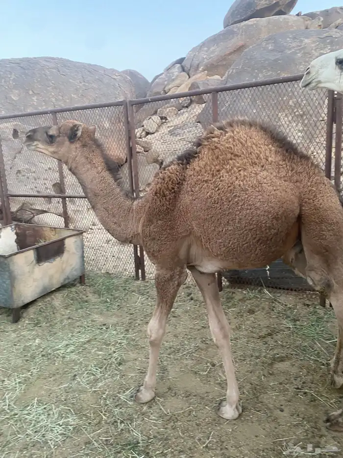 قعود للبيع 2